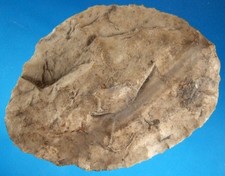 Very Fine Authentic Illinois Snyders Cache Blade with SCA COA Arrowheads