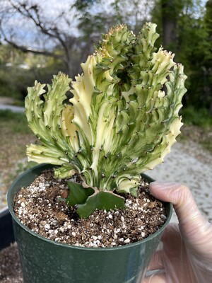 希少【海外実生】ユーフォルビア・コントルタ/Euphorbia Contorta 希少