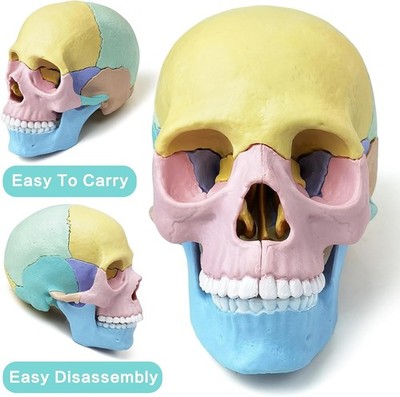 Modelo De Craneo Explotado De Anatomia Mas Nuevo, Modelo De Craneo Medic...