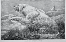 c1894 Antique Bear Print POLAR BEAR ON FLOE Royal Natural History by Lydekker