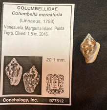 COLUMBELLIDAE Columbella mercatoria 20.1mm Margarita Isl. Venezuela 2016