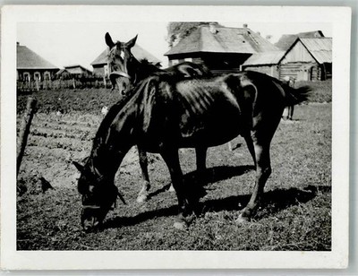 38132830 - Two Emaciated Horses in Pasture