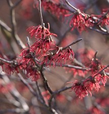 Rote Zaubernuß Ruby Glow 40-60cm - Hamamelis intermedia