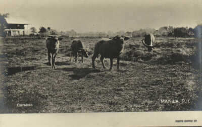 PC PHILIPPINEN, MANILA, CARABAO, Vintage ECHTFOTO Postkarte (b39840)