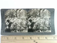 Keystone Stereoview Coffee Pickers Plantation Scene Guadeloupe French West Indie