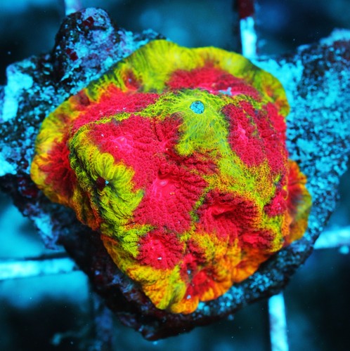Amazing Watermelon Favia Frag Zoanthids Zoa Paly SPS LPS Corals, WYSIWYG