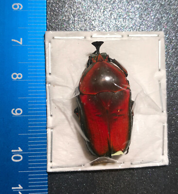 RARE Cetoniidae Trigonophorus rothschildi RED Form Beetle