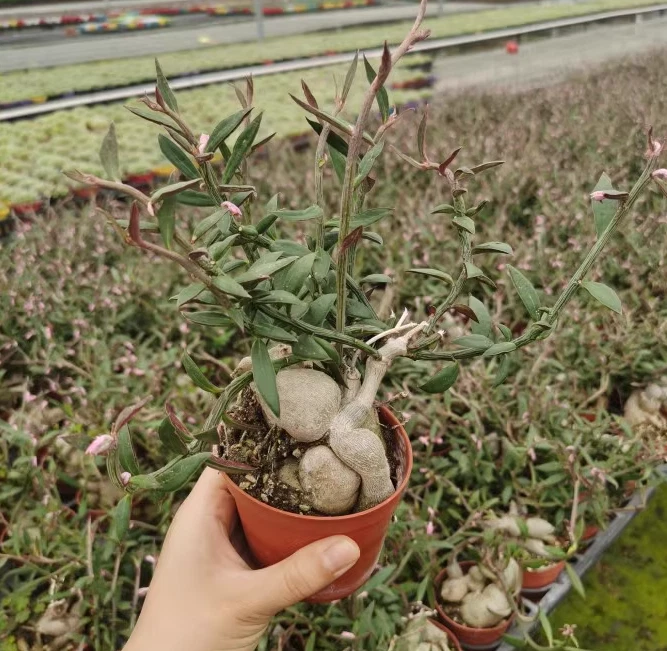 60 Clip Per Piante In Plastica Verde Scuro, Morsetti Stabili Per Fissare Piante Rampicanti E Sostenere Fiori Frutta O Verdura In Giardini O Fattorie 92422481