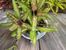 Neoregelia GREMLIN Bromeliad one tropical plant  MINI 