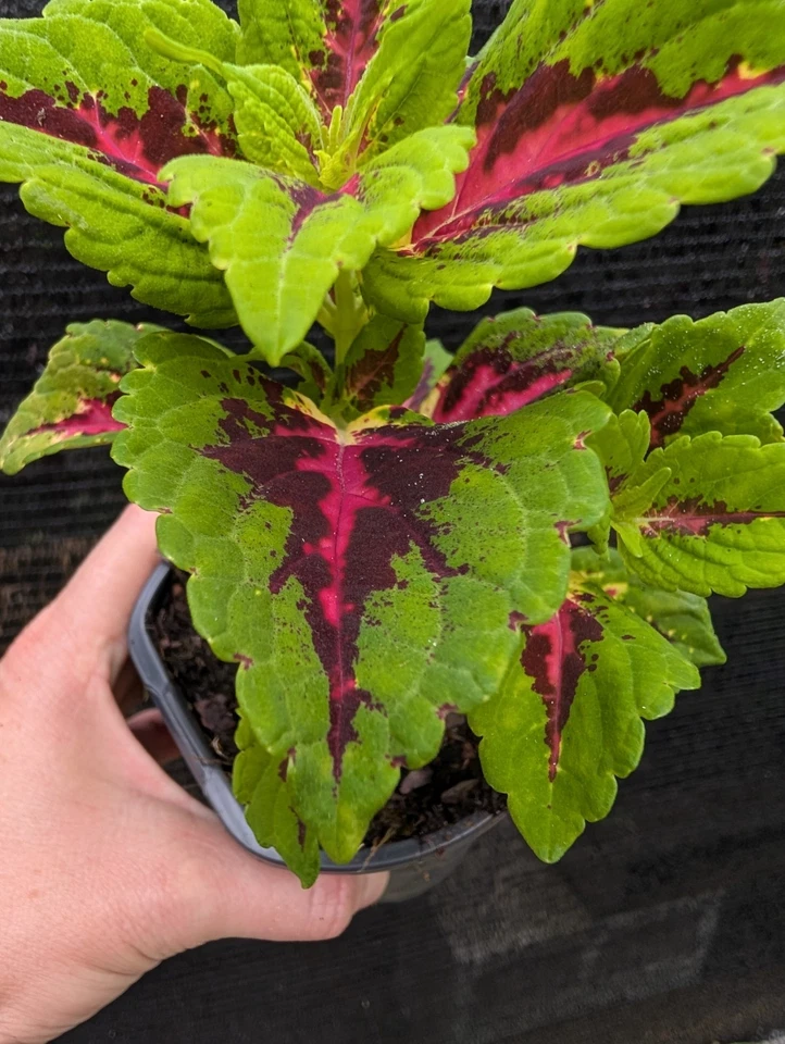 Coleus 'Heartbreaker' 活植物 ROOTED 热粉色 Burgandy 莱姆绿 4 罐 — 第 2/4 张图片