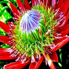 5 KING PROTEA CYNAROIDES SEEDS *GIANT 12" FLOWERS* Rare Exotic Garden Plant 