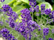 English Lavender Seeds, Bulk Lavender, Non-GMO, 50ct, 250ct, 1/4oz, 1/2oz, 1oz