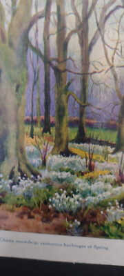 Keuscher Schneeglöckchen. Abenteuerlicher Vorbote des Frühlings. Die Woodland Serie. Flora 1942