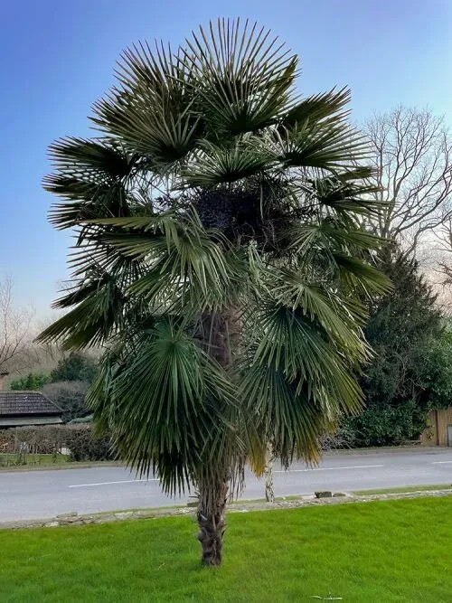Palma de cáñamo china -Trachycarpus fortunei Windmill Palm Chusan 5+...