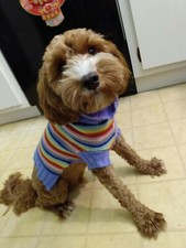 Small/Medium Rainbow Pet Dog Cat Knit Sweater Winter Costume Clothes