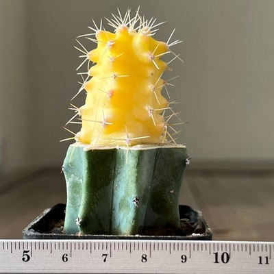 33-1278 Echinocereus triglochidiatus f. aurea (Grafted)