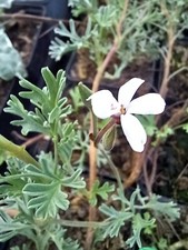 3 x Pelargonium 'Abrotanifolium' scented BRITISH GROWN plants in 9cm pot