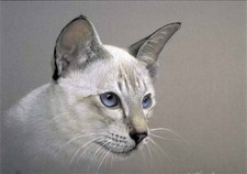 طعام — Neem 80g Cat فائق Boost
