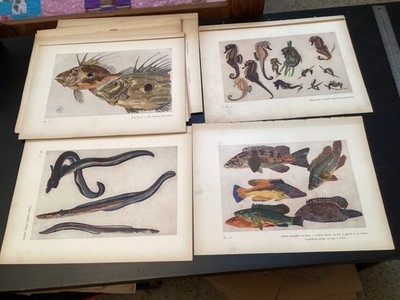 22 Vintage Mathurin Mehuet Ocean Life Prints from Etude de la Mer, 1924 Book
