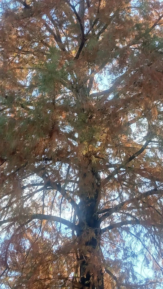 ☆250☆ Bald Cypress Tree Seeds for Planting - Image 4 of 4