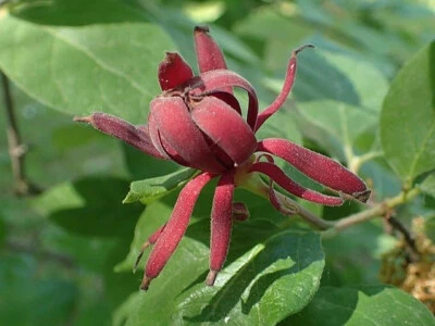 HUNDREDFOLD Carolina Allspice 10 Seeds Calycanthus floridus Eastern Sweet Shrub Sweet Shrub