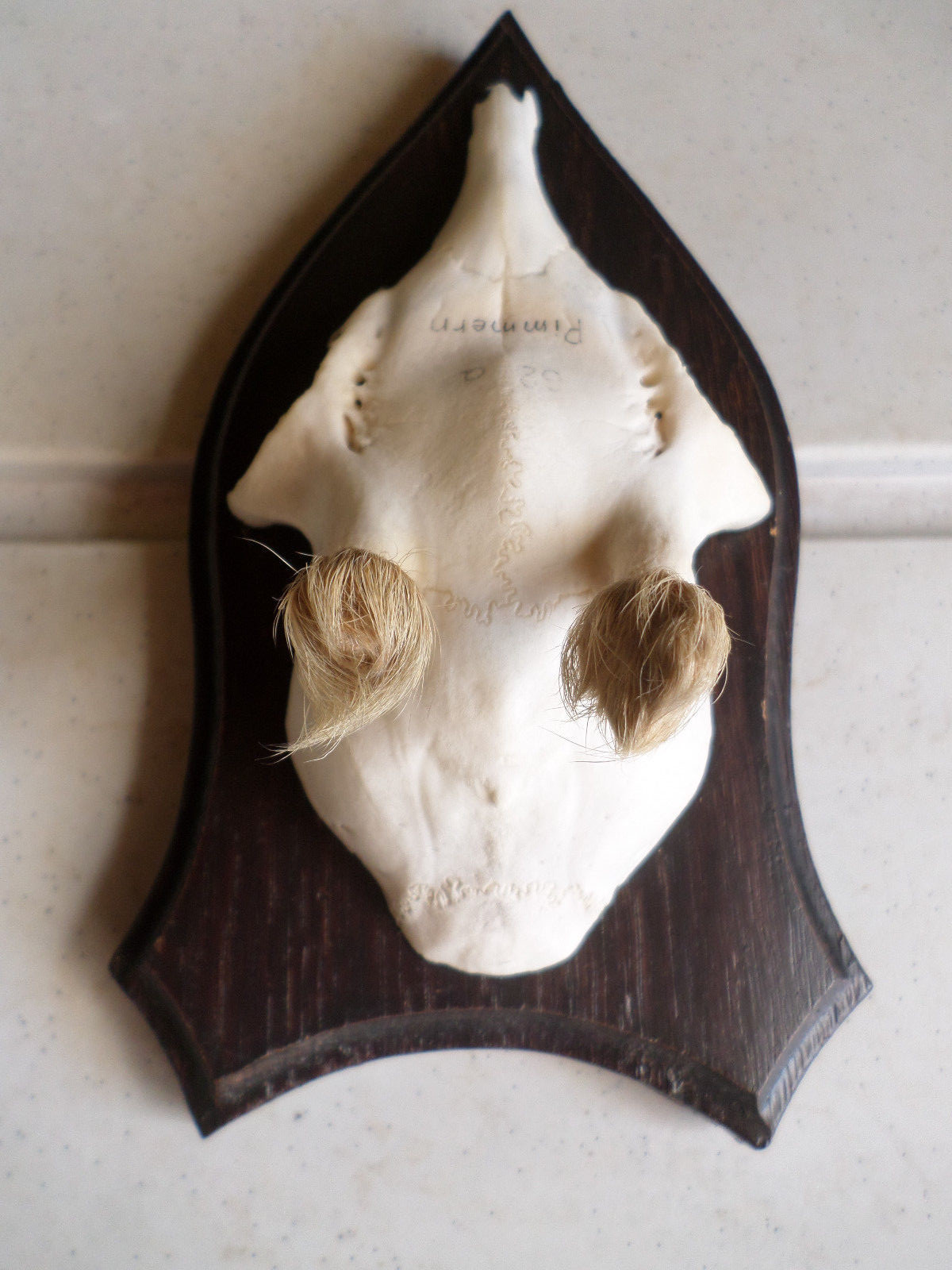 3 Hunting Trophies Roe Deer Antlers Wall Mount Mount Wall Gift Idea Taxidermy Set a91a41 3 Hunting Trophies Roe Deer Antlers Wall Mount Mount Wall Gift Idea Taxidermy Set a91a41