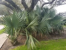 Sabal minor 'High Desert' Palm - COLD HARDY