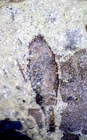 Extremely rare oldest Silurian fossil scorpion, and Cooksonia