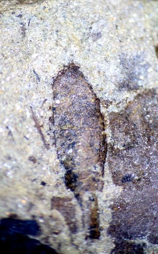 Extremely rare oldest Silurian fossil scorpion, and Cooksonia