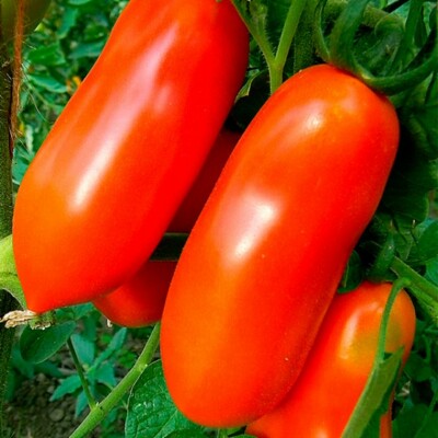 tomato出品 Orange Zinger Tomato 20+ Seeds (Cherry Tomato) Cherry Oval