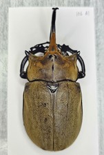 Megasoma for collectors | large size | Collector's Secret