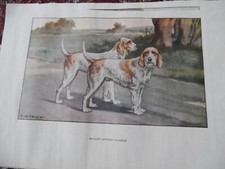 Gravures :  Chien de chasse :  Briquet Griffon Vendéen-  26/17 cm - 1950