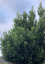100 Fresh Organic Bay Leaves, Home Grown,Hand Picked to Order.