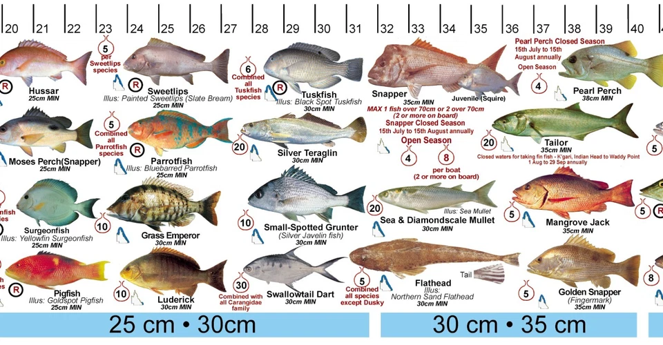 Calcomanía adhesiva Fish Measure QLD y Gran Barrera de Coral  Foto 4 de 4