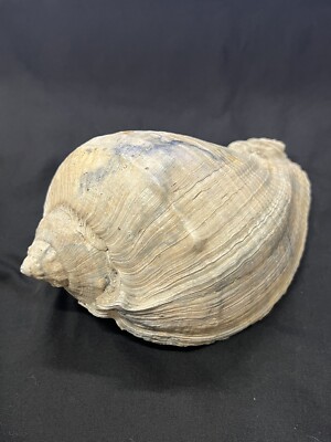 RARE Fossilized CROWNED CONCH Shell From Central Florida - Pliocene Era.