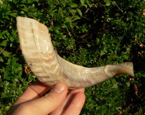 8"/20cm Mini Jewish SHOFAR Ram Blow Horn Kids Kosher Chofar Israel Zion Trumpet - Picture 1 of 8