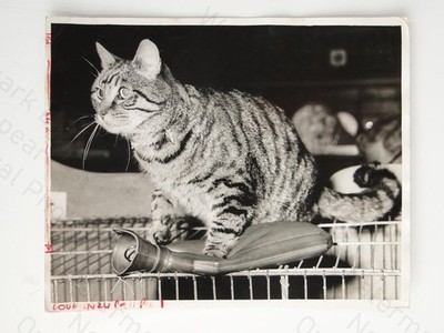 Tabby Cat Vinkles Wärmflaschenhalter Cat Club Show Keystone ca. 1960er Foto