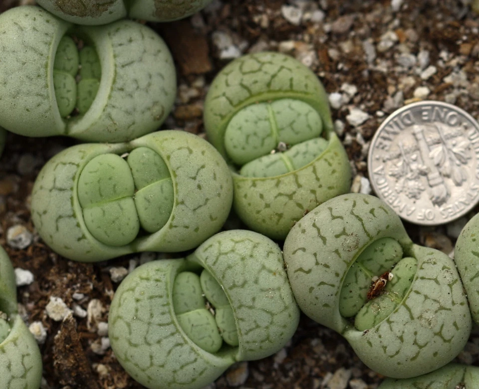 Plant - one - Dinteranthus vanzylii 'Emerald' - Image 3 of 4