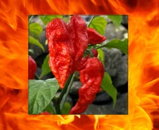 1000 Red Bhut Jolokia Seeds Ghost Pepper HOT Chilli 900K-1M+ SHUS Bulk Wholesale