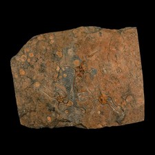 13.2" Brittle Star Ophiura Sp Starfish Mortality Plate Fossil Ordovician Age COA