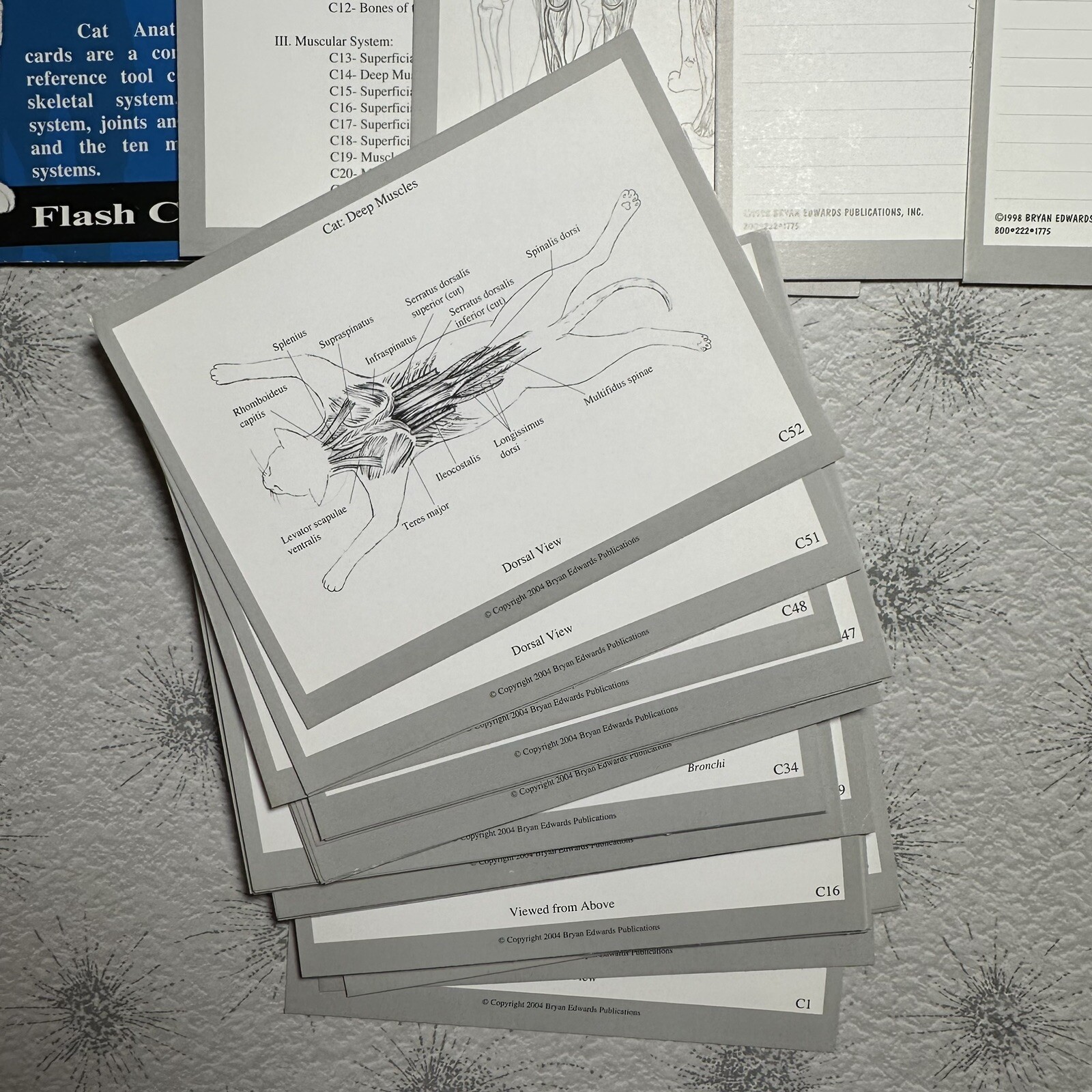 Bryan Edwards Cat Anatomy Flash Cards Complete Set Vet School