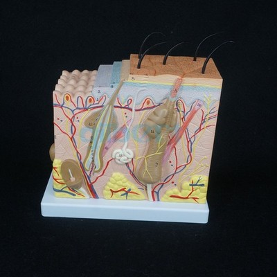 Anatomical Human Skin   Model Medical Dermatology Dermatological Anatomy A01 *vv