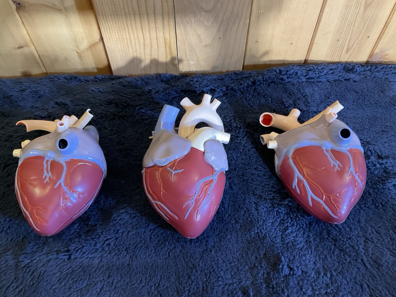 Vintage LOT OF 3 1959 MERCK Heart Pharmaceutical Anatomical model