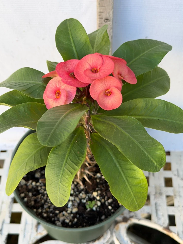 Euhorbia Milii Crown Of Thorns Corona de Cristo 'Name it Yourself'  New Seedling - Image 3 of 4