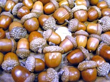 48 dried acorns With caps for fall crafts, Real acorns, Natural finish 11
