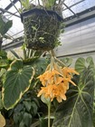 Stanhopea anfracta TRULY RARE, BRIGHT ORANGE, MINIATURE ORCHID SPECIES — photo 2