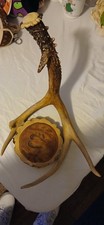 Antlers: A Guide to Collecting, Scoring, Mounting, and Carving