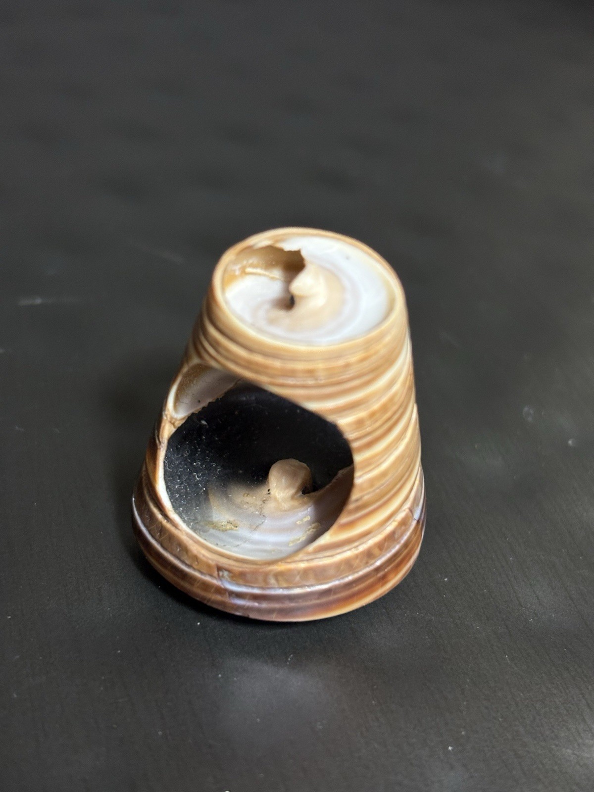 Spiral Shell Carved Seashell Ring Double Sided Si… - image 14