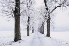 Digital Image Picture Photo Pic Wallpaper Background Snowy Pathway By Bare Trees