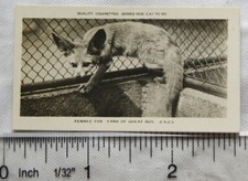 1926 Pattreiouex Real Photos Animals No. CA60 - Fennec Fox